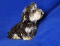 Choco Lincoln, a male Yorkipoo for sale in Jackson, TN – Photo 2 of 9