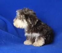 Choco Lincoln, a male Yorkipoo for sale in Jackson, TN – Photo 6 of 9