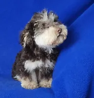 Choco Lincoln, a male Yorkipoo for sale in Jackson, TN – Photo 8 of 9