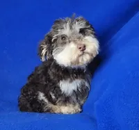 Choco Lincoln, a male Yorkipoo for sale in Jackson, TN – Photo 9 of 9