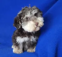 Choco Lincoln, a male Yorkipoo for sale in Jackson, TN – Photo 5 of 9