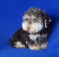 Choco Lincoln, a male Yorkipoo for sale in Jackson, TN – Photo 3 of 9