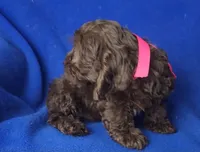 *FLASH SALE* Chocolate Clarissa, a female Cockapoo for sale in Jackson, TN – 4 of 10