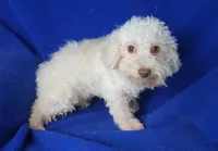 Felix, a male Bichpoo for sale in Jackson, TN – 3 of 10