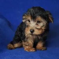 Gregory, a male Yorkshire Terrier for sale in Jackson, TN – 9 of 10