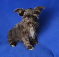 Chocolate Cash, a male Miniature Schnauzer for sale in Jackson, TN – 7 of 10