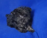 Lyla , a female Yorkipoo for sale in Jackson, TN – 8 of 10