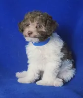 Micah, a male Poodle - Toy  for sale in Jackson, TN – 6 of 9