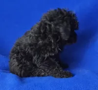 Maverick , a male Poodle - Miniature  for sale in Jackson, TN – Photo 7 of 10