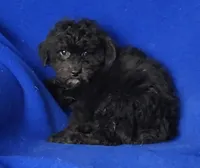 Maverick , a male Poodle - Miniature  for sale in Jackson, TN – Photo 3 of 10