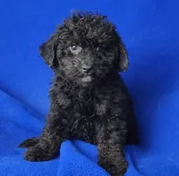 Maverick , a male Poodle - Miniature  for sale in Jackson, TN – Photo 10 of 10