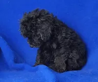 Maverick , a male Poodle - Miniature  for sale in Jackson, TN – Photo 5 of 10