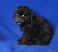 Maverick , a male Poodle - Miniature  for sale in Jackson, TN – Photo 4 of 10