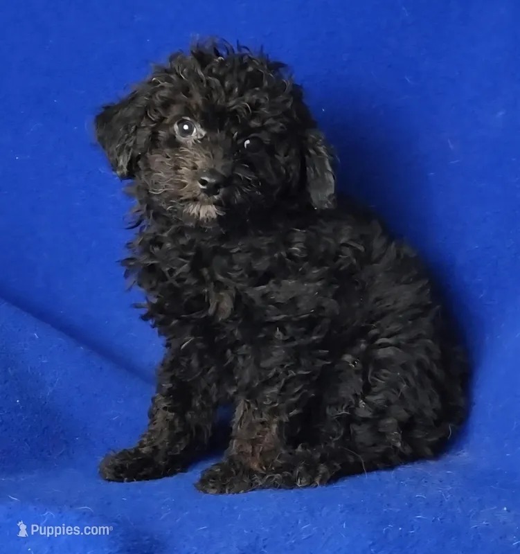 Maverick  – Poodle - Miniature  puppy for sale in Jackson, TN