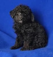 Maverick , a male Poodle - Miniature  for sale in Jackson, TN – Photo 1 of 10