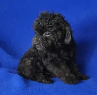 Maverick , a male Poodle - Miniature  for sale in Jackson, TN – Photo 2 of 10