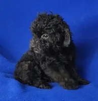 Maverick , a male Poodle - Miniature  for sale in Jackson, TN – Photo 8 of 10