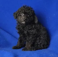 Maverick , a male Poodle - Miniature  for sale in Jackson, TN – Photo 9 of 10