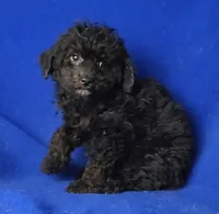 Maverick , a male Poodle - Miniature  for sale in Jackson, TN – Photo 6 of 10