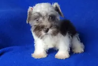 Choco Celine, a female Miniature Schnauzer for sale in Jackson, TN – 4 of 10