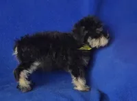 Gregory , a male Schnoodle for sale in Jackson, TN – 8 of 10
