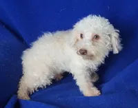 Felix, a male Bichpoo for sale in Jackson, TN – 7 of 10