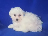 Bowie, a male Maltese for sale in Jackson, TN – 2 of 10