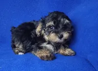 Presley, a male Yorkipoo for sale in Jackson, TN – 2 of 10