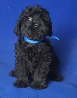Griffin, a male Schnoodle for sale in Jackson, TN – 8 of 10