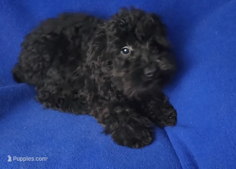 Griffin , a male Schnoodle for sale in Jackson, TN – 1 of 10