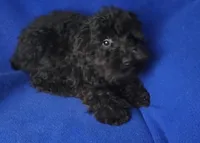 Griffin , a male Schnoodle for sale in Jackson, TN – 1 of 10