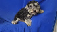 Murphy, a male Yorkipoo for sale in Jackson, TN – 7 of 10
