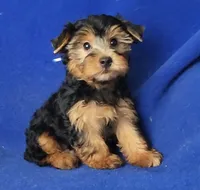 Gregory, a male Yorkshire Terrier for sale in Jackson, TN – 5 of 10