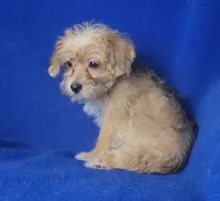 Olive, a female Yorkipoo for sale in Jackson, TN – 9 of 10