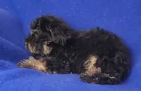 Gavin, a male Schnoodle for sale in Jackson, TN – 6 of 10