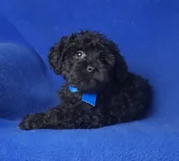 Griffin, a male Schnoodle for sale in Jackson, TN – 6 of 10
