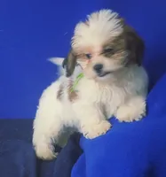 *FLASH SALE* Spencer, a male Shichon for sale in Jackson, TN – 3 of 10
