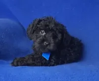 Griffin, a male Schnoodle for sale in Jackson, TN – 7 of 10