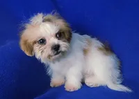 Sterling , a male Shichon for sale in Jackson, TN – 2 of 10