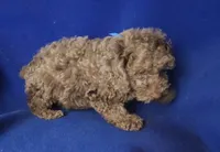 Chocolate Merle Clarence, a male Cockapoo for sale in Jackson, TN – 6 of 10