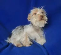  Liver Dewey , a male Yorkshire Terrier for sale in Jackson, TN – 7 of 10