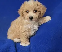 Fannie, a female Bichpoo for sale in Jackson, TN – 8 of 10
