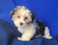Spencer, a male Shichon for sale in Jackson, TN – 10 of 10
