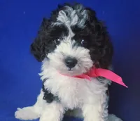 Melody , a male Poodle - Toy  for sale in Jackson, TN – 2 of 10