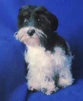 Van, a male Maltipoo for sale in Jackson, TN – 2 of 10