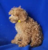 Rosie, a female Cockapoo for sale in Jackson, TN – 10 of 10