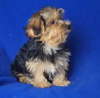 Amelia, a female Morkie for sale in Jackson, TN – 7 of 10