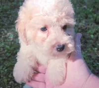 Saylor, a male Poodle - Toy  for sale in Jackson, TN – 2 of 5