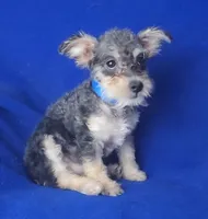 Gigi, a female Schnoodle for sale in Jackson, TN – 8 of 10