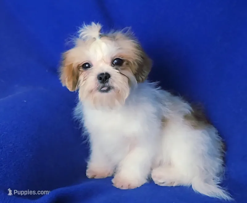 Sterling  – Shichon puppy for sale in Jackson, TN